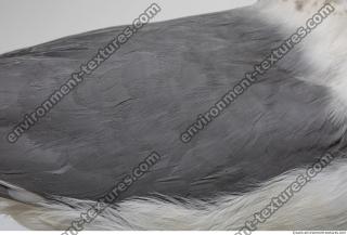 animal skin feathers seagull 0001